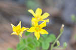 Tufted yellow woodsorrel